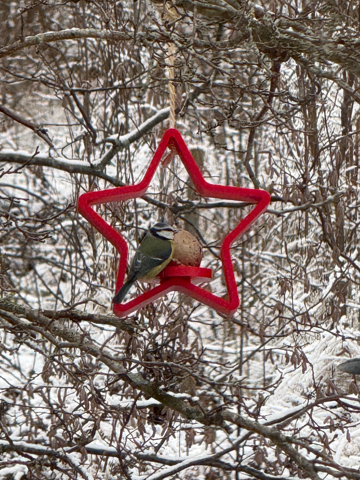 Winterliche Vogelfutterstelle in Sternform