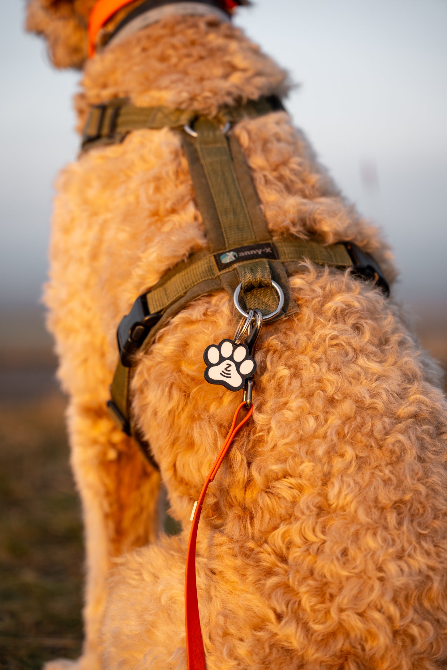 Kleiner Held I NFC Hundemarke