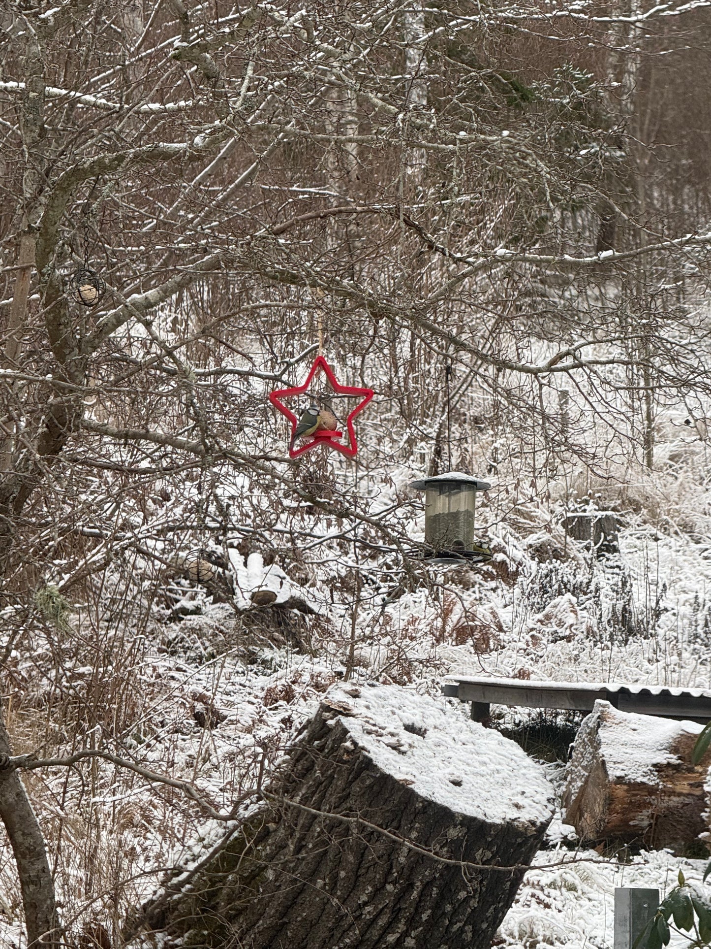 Winterliche Vogelfutterstelle in Sternform