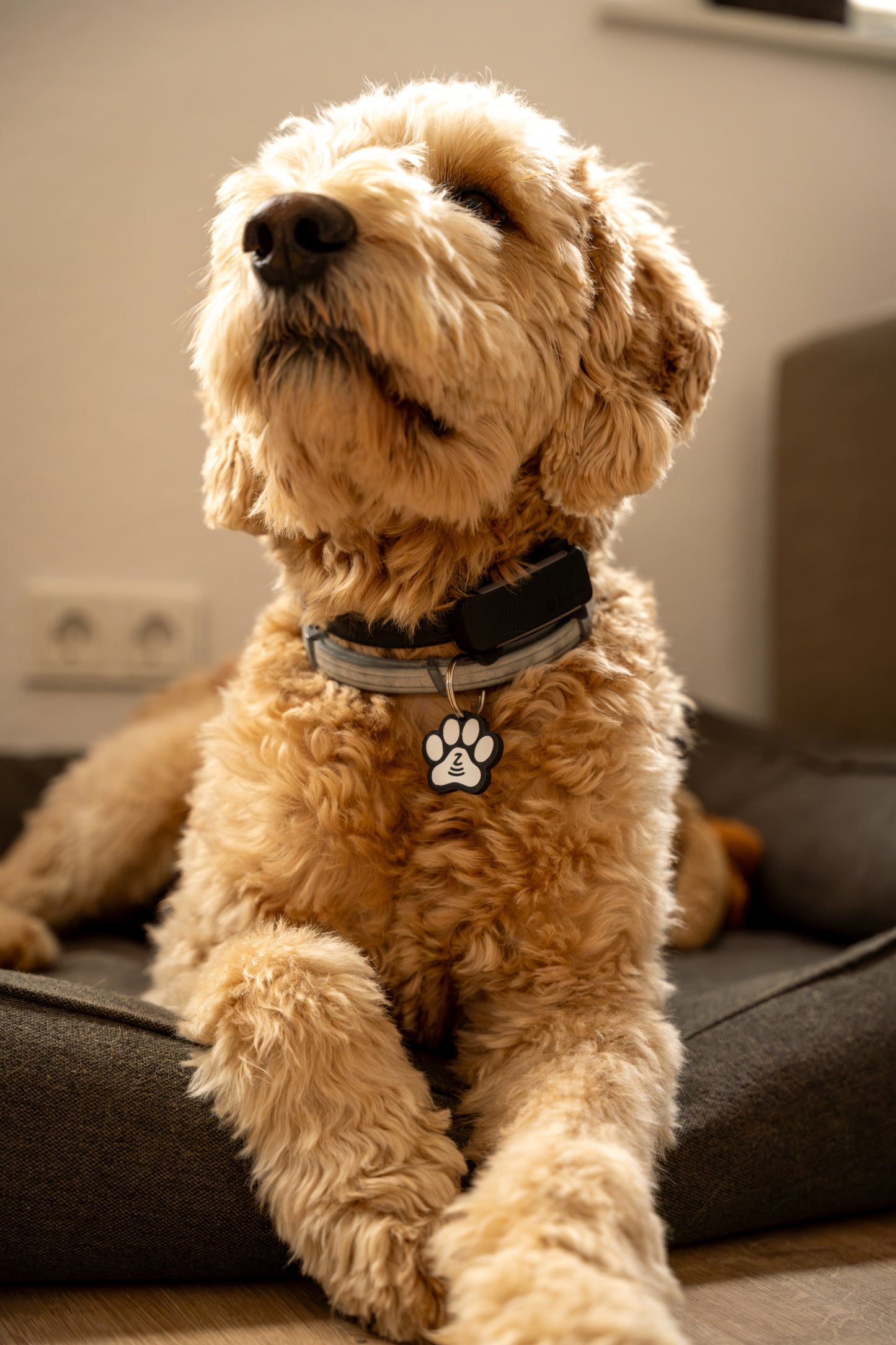 Kleiner Held I NFC Hundemarke